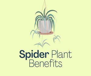 The Secret Spider Plant Benefits They Don't Want You To Know - Plant ...