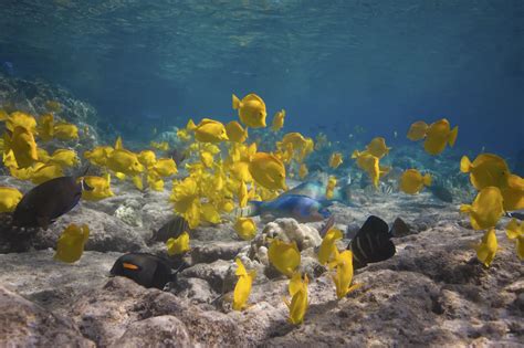 Kealakekua Bay Snorkeling Tour on the Big Island