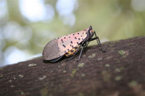 spotted lanternfly | New York State IPM Program