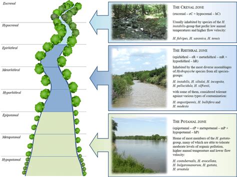 Schematic and generalized view of the river continuum with the major... | Download Scientific ...