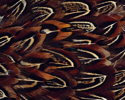 Bird feathers macro photography Wallpaper | 1280x1024 resolution ...