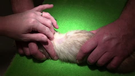 Ferret Deslorelin Implantation Procedure - YouTube