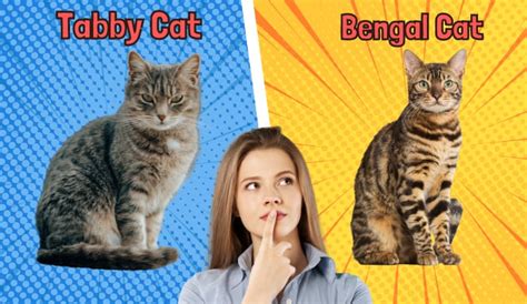 Bengal Cat vs Tabby Cat: A Comparison of Two Popular Cat Breeds