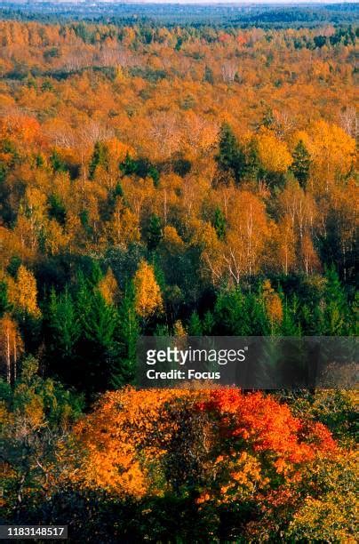 Alam Pedja Nature Reserve Photos and Premium High Res Pictures - Getty ...