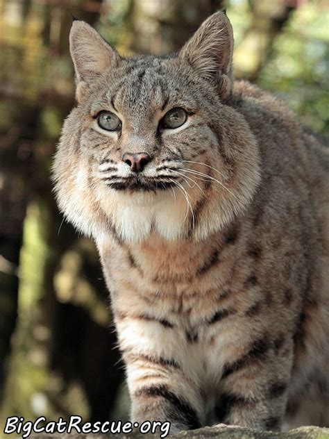 Lynx Cat Pet Youtube | Pets Animals US