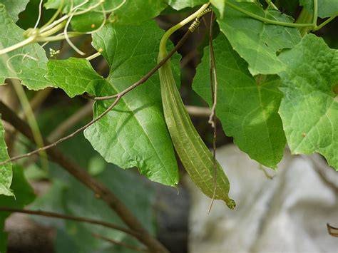 Health benefits of ridge gourd - Swayampaaka - ಸ್ವಯಂ ಪಾಕ