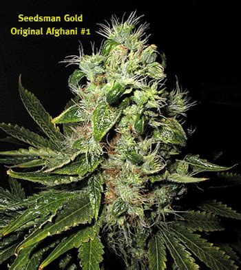 Original Afghani #1 from Seedsman | strains.io | cannabis marijuana ...