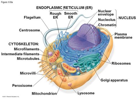 CELL STRUCTURE Flashcards | Quizlet