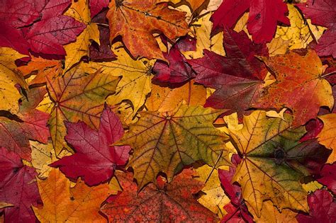 11 Reasons To Look Forward To Fall | Autumn leaves wallpaper, Autumn leaves, Fall wallpaper