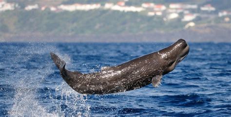 Whale Watching, swim with dolphins, scuba diving on Pico Island - CW Azores