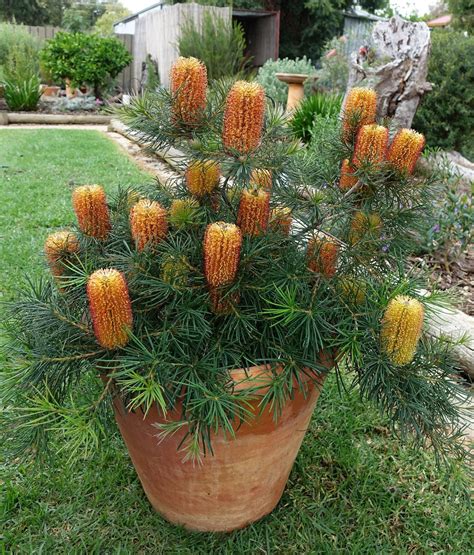 Australian native plants for pots courtyards and small gardens – Artofit