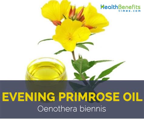 Evening primrose oil facts and health benefits