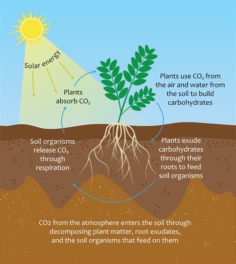 Soil carbon is a valuable resource, but all soil carbon is not created equal