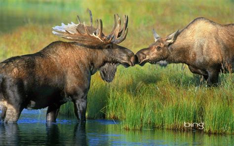 Cute Moose Wallpapers - Wallpaper Cave