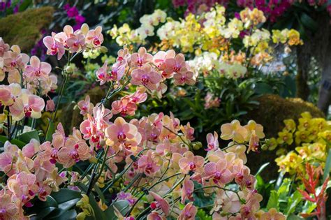 Maria's Orchids: 2017 New York Orchid Show: Phalaenopsis