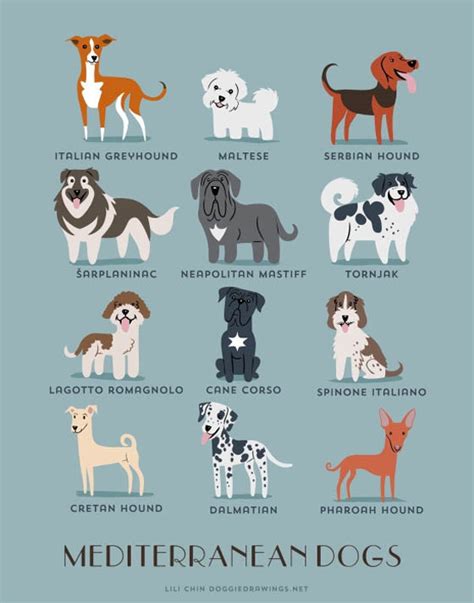 Dogs of The World: 192 Adorable Dog Breeds Illustration Grouped by ...