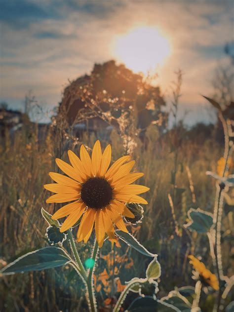 Top 999+ Sunflower Aesthetic Wallpaper Full HD, 4K Free to Use