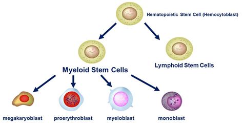 Hemopoiesis - How Blood Cells are Made | Interactive Biology, with Leslie Samuel