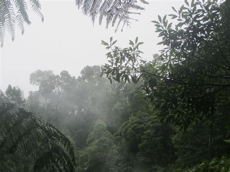 ¿Por qué se dice que la selva tropical es reguladora del clima mundial?