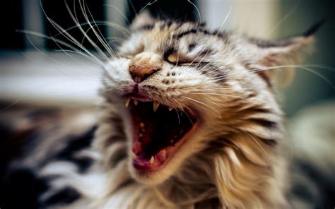 cat, Animals, Open Mouth, Closeup, Yawning Wallpapers HD / Desktop and Mobile Backgrounds