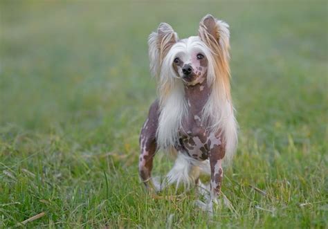 yorkie chinese crested mix - Google Search | Chinese crested dog, Rare ...