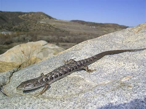 Southern alligator lizard - Alchetron, the free social encyclopedia