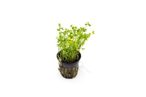 Marsilea Crenata | Buce Plant