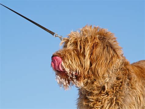 Spinone Italiano Breed Overview | Behavior & Temperament