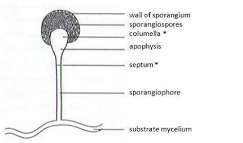 Difference Between Conidiophore and Sporangiophore | Compare the ...