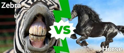 Zebra vs Horse: What Are the Differences? - A-Z Animals