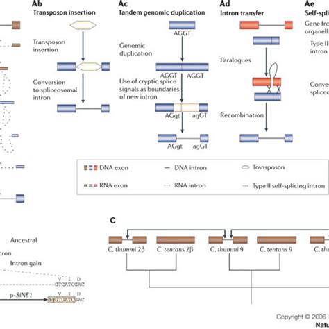 Models and examples of intron loss.A | The two main models of intron... | Download Scientific ...