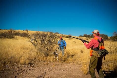 Arizona Gambel's, Mearns, and Scaled Quail Hunting