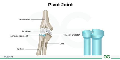 Pivot Joints -Definition, Diagram, & its Examples - GeeksforGeeks