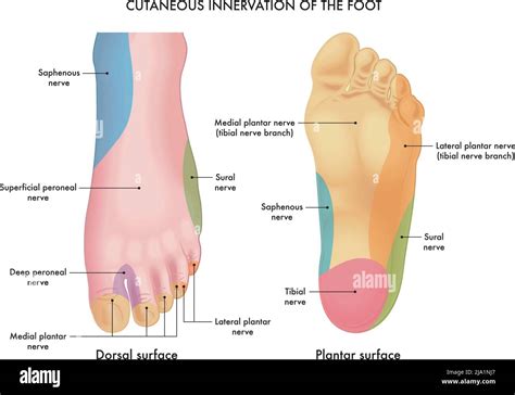 Medial plantar nerve hi-res stock photography and images - Alamy