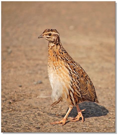 All sizes | Common Quail | Flickr - Photo Sharing!