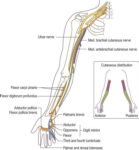 Ulnar Neuropathy at the Elbow | Musculoskeletal Key