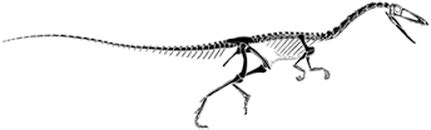 Coelophysis - Dino Knowledge