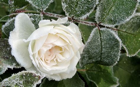 Frost Flower | Flowers, Rose