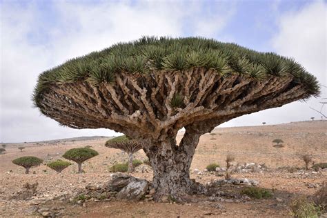 Dragons Blood Tree at Socotra Island, Yemen