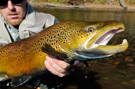 🔥 [50+] Brown Trout Wallpapers | WallpaperSafari