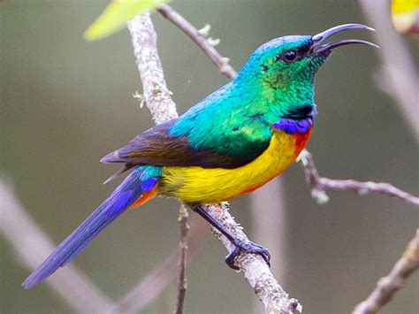 Regal Sunbird - eBird