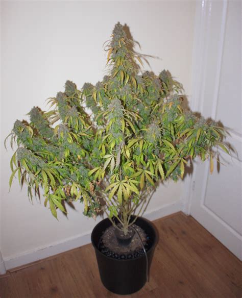 Autoflowering cannabis seeds | Dutch Passion Blogs