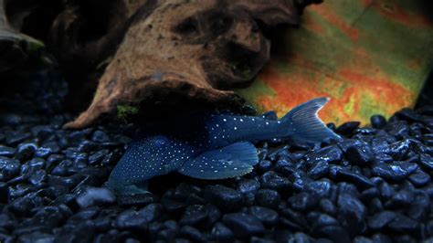 Blue Phantom Pleco (L128 Pleco) Care Guide: Size, Lifespan, Breeding ...