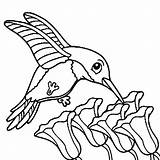 Cute Hummingbird coloring Page  Download Print Or Color Online For Free sketch template