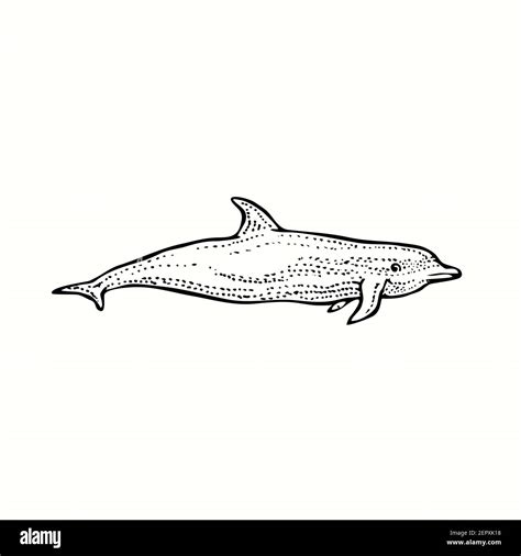 Bottlenose dolphin side view. Ink black and white doodle drawing in ...