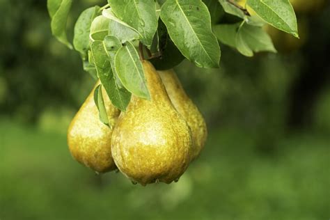 Pear harvest exceeds predictions - The Columbian