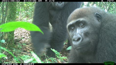 Camera trap images reveal rare gorillas and primates in Nigeria ...