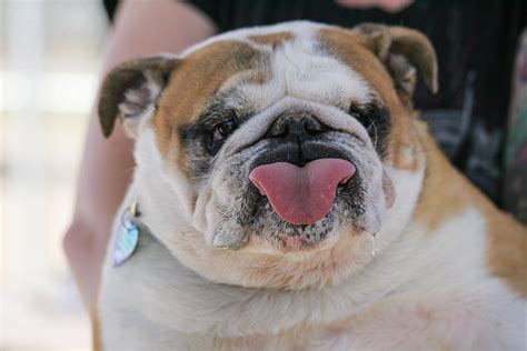 English Bulldog telling someone what he thinks of them. English Bulldog Puppies, British Bulldog ...