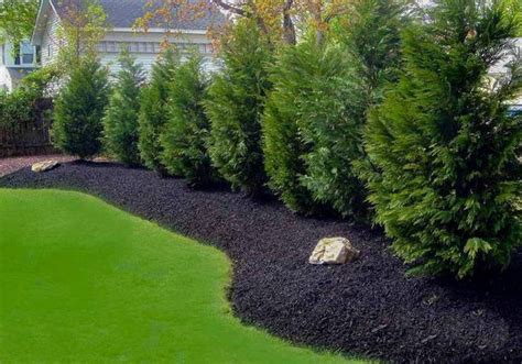 Leyland Cypress Hedge | A Perfect Privacy Screen - PlantingTree