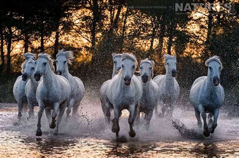 Wild White Horses at sunset in the Camargue - News - NaturesLens